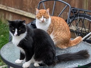 Mixed Breed cats 2 male cats NEED HOME ASAP - Advert 2