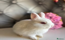 Netherland Dwarf rabbits for sale: rochelles_rabbits pure ND babies for sale - Image 17
