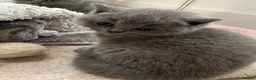 British Shorthair cats for sale: 💕🏅🏅CHAMP BLOOD BRITISH SHORT HAIR KITTENS🏅🏅💕 in Wakefield - Advert 14