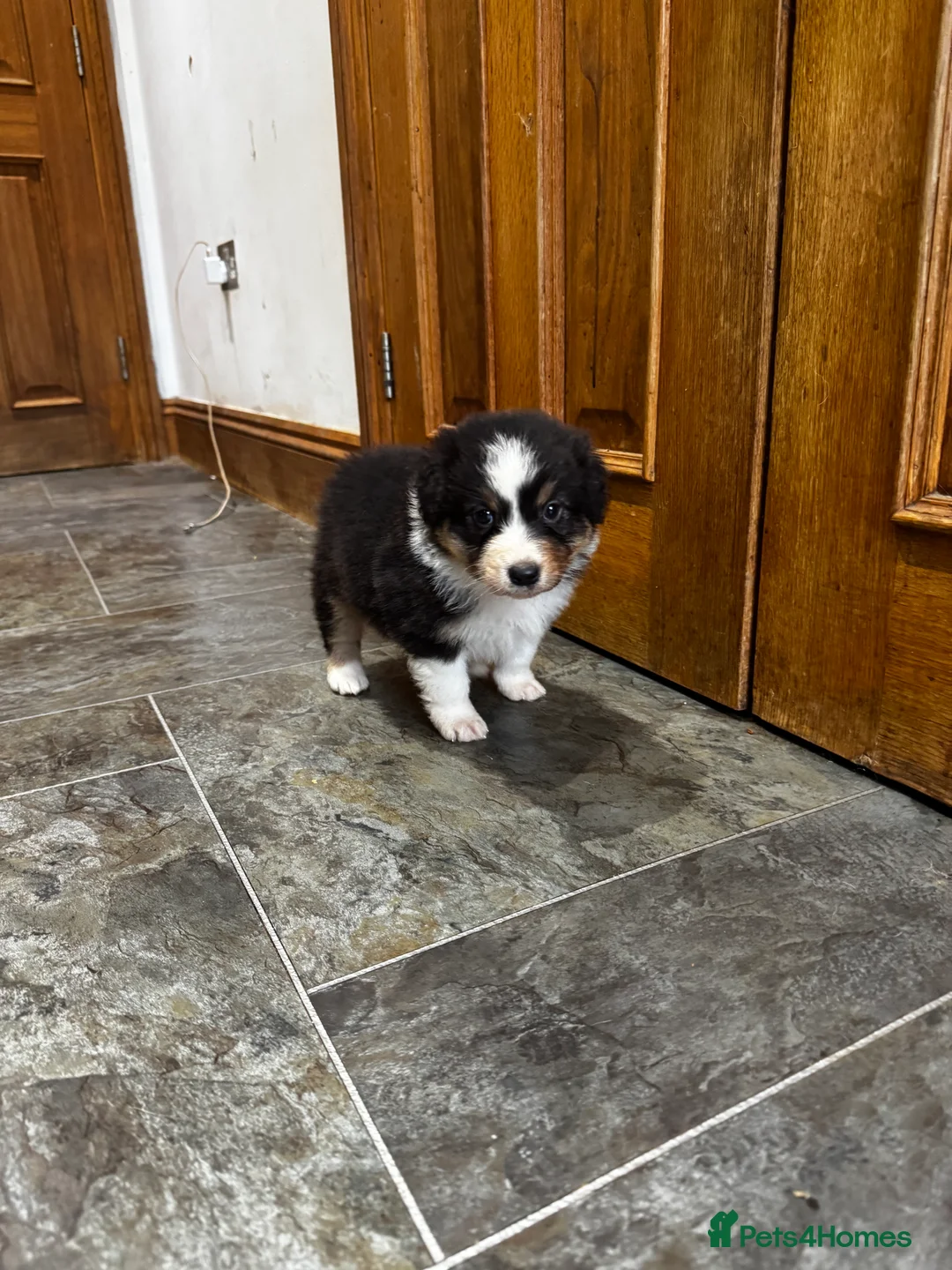 Australian Shepherd dogs for sale: Fully health tested KC registered Aussie shepherd - Advert 8