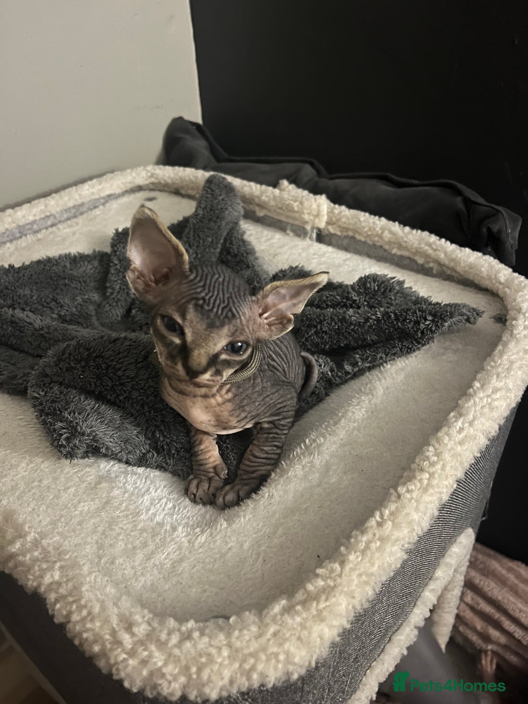 Sphynx cats for sale: August ready kitty’s in need of loving homes - Image 20