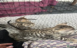 Bengal cats for sale: Bengal and half breed Bengal kittens  - Image 9