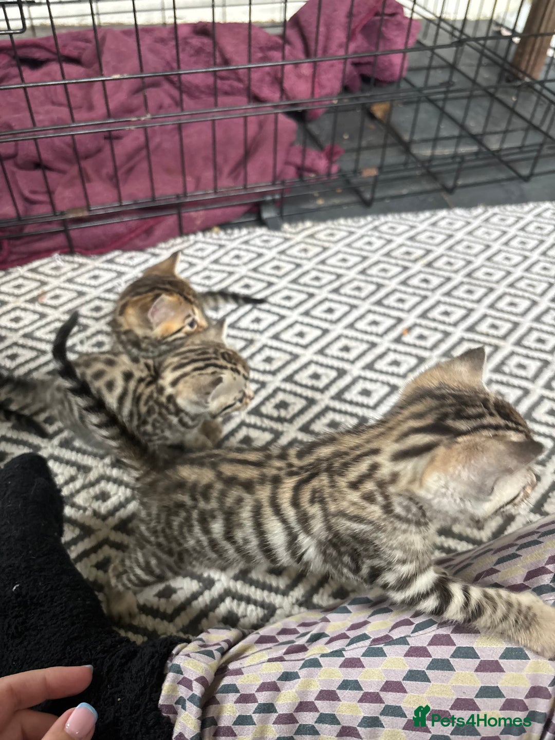 Bengal cats for sale: Bengal and half breed Bengal kittens  - Image 9
