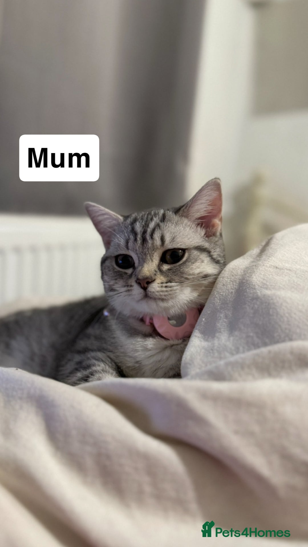 British Shorthair cats for sale: ✨British Shorthair Kittens ✨ - Image 13
