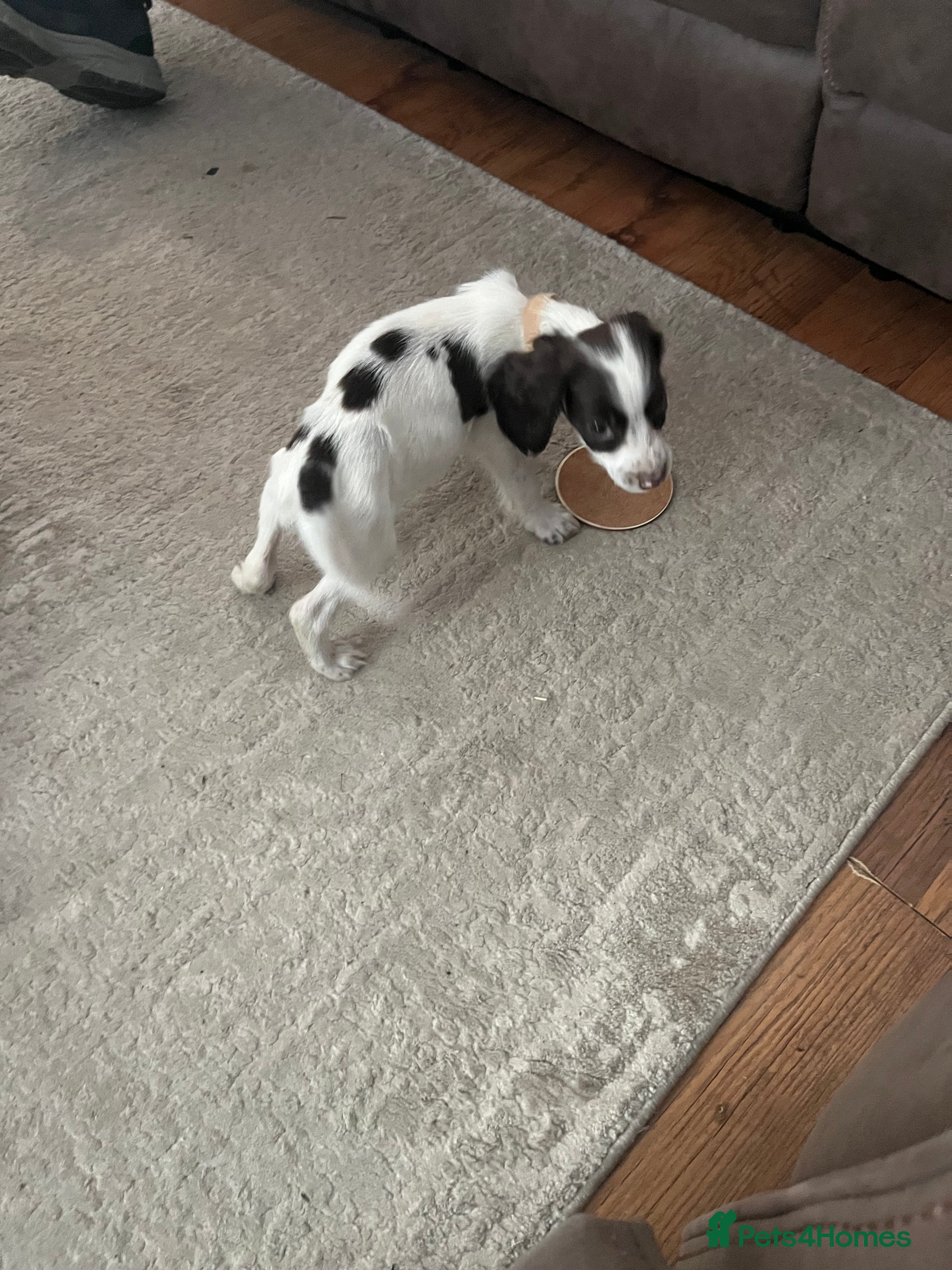 English Springer Spaniel dogs Springer spaniel pups 1 boy left - Advert 2