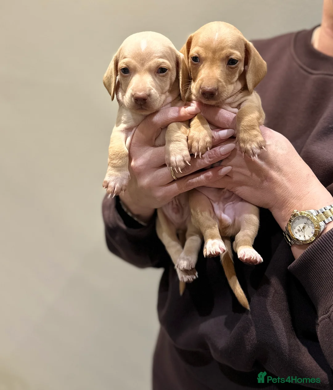Miniature Dachshund dogs for sale: KC miniature dachshunds  - Advert 9