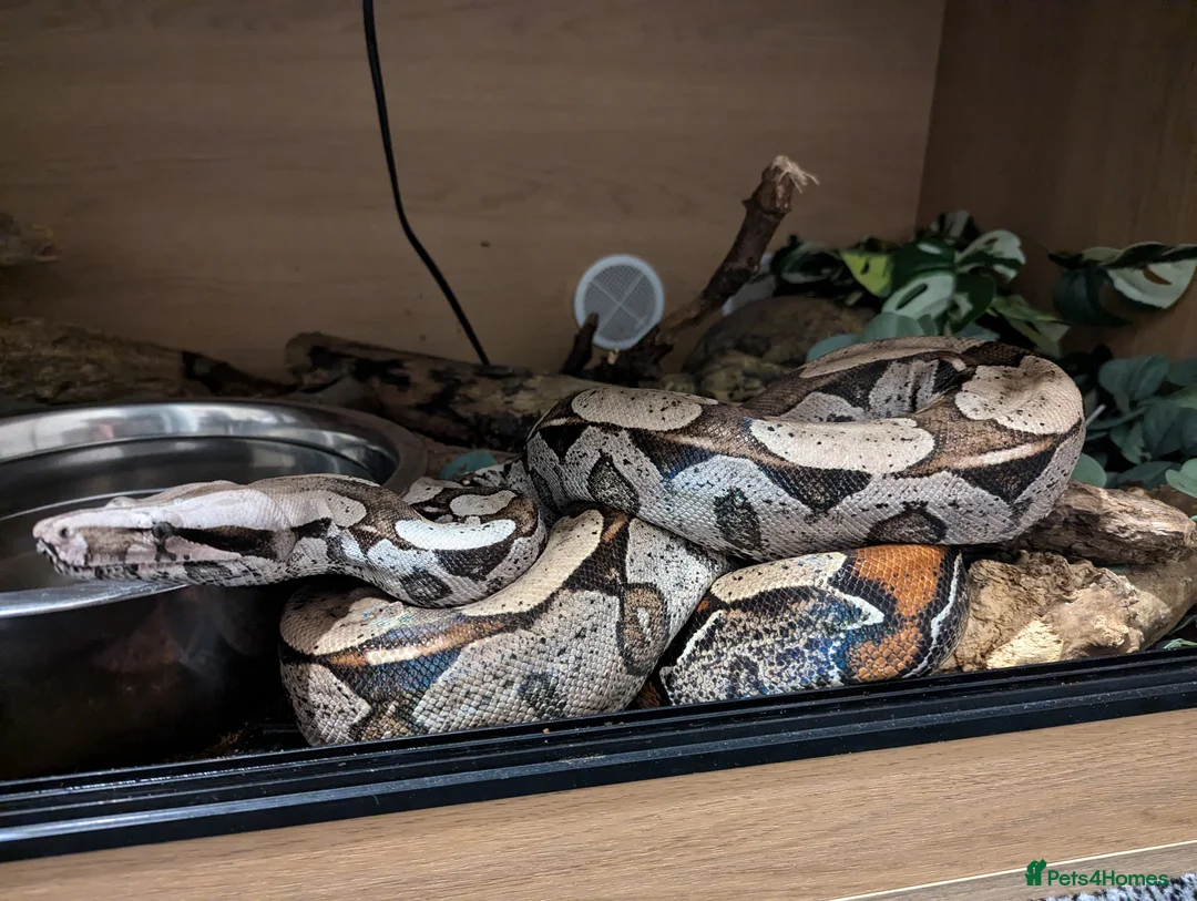 Boa Snake reptiles for sale: Suriname Red Tail Boa Constrictor  - Advert 1