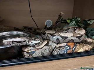 Boa Snake reptiles Suriname Red Tail Boa Constrictor - Advert 3