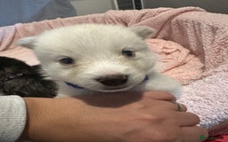 Pomsky dogs for sale: F4 beautiful puppy pomskie blue eyes - Image 39