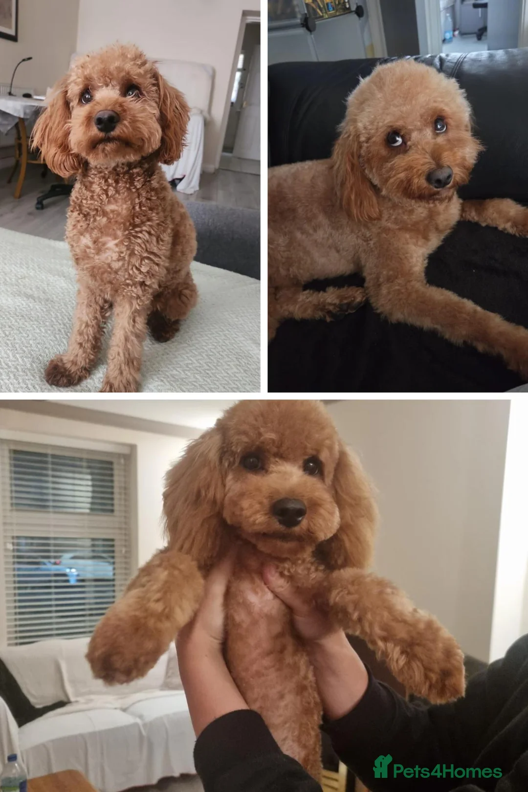 Mixed Breed dogs for sale: Beautiful Cavapoochon Puppies–Raised withMum&Dad🐾 - Advert 1