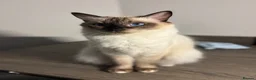 Ragdoll cats for sale: Blue point ragdoll kittens  - Advert 5