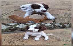 Cocker Spaniel dogs for sale: Working Cocker Spaniel Puppies  - Image 1
