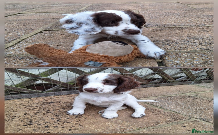 Cocker Spaniel dogs - Advert 4
