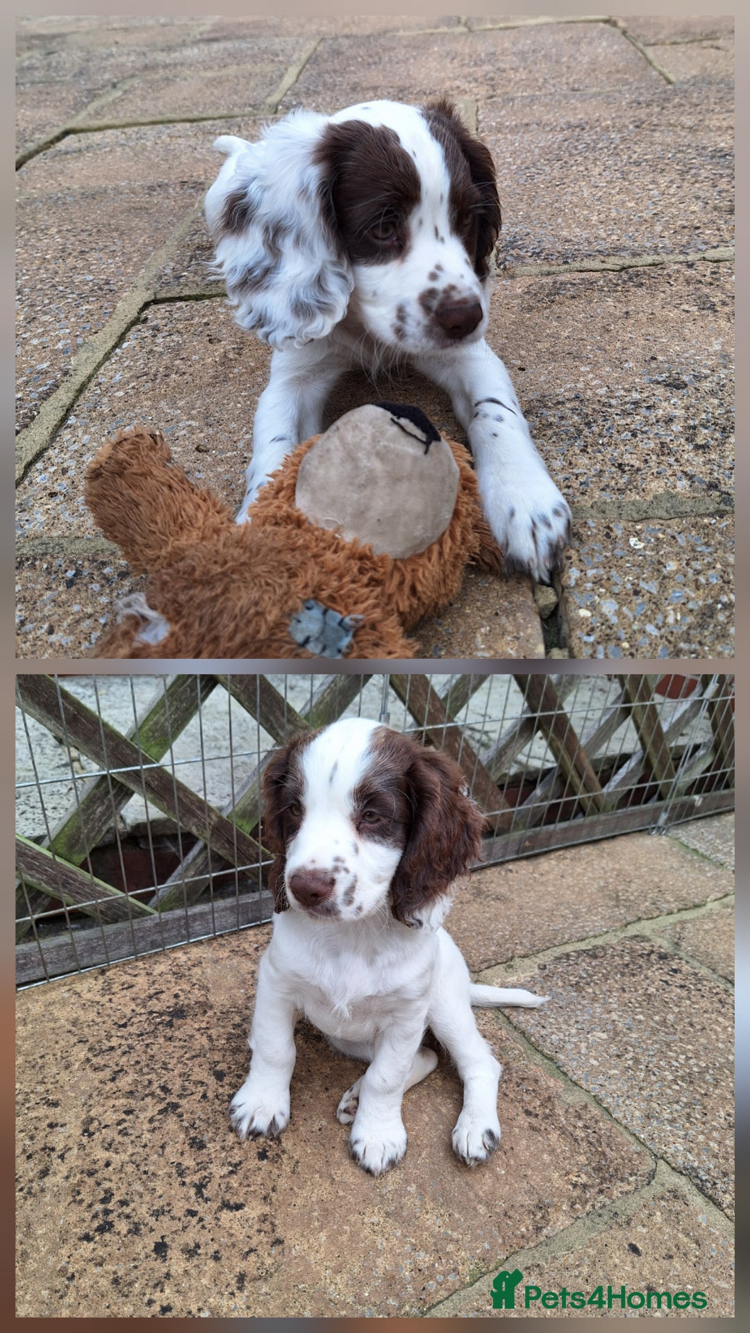 Cocker Spaniel dogs for sale: Working Cocker Spaniel Puppies  - Image 1