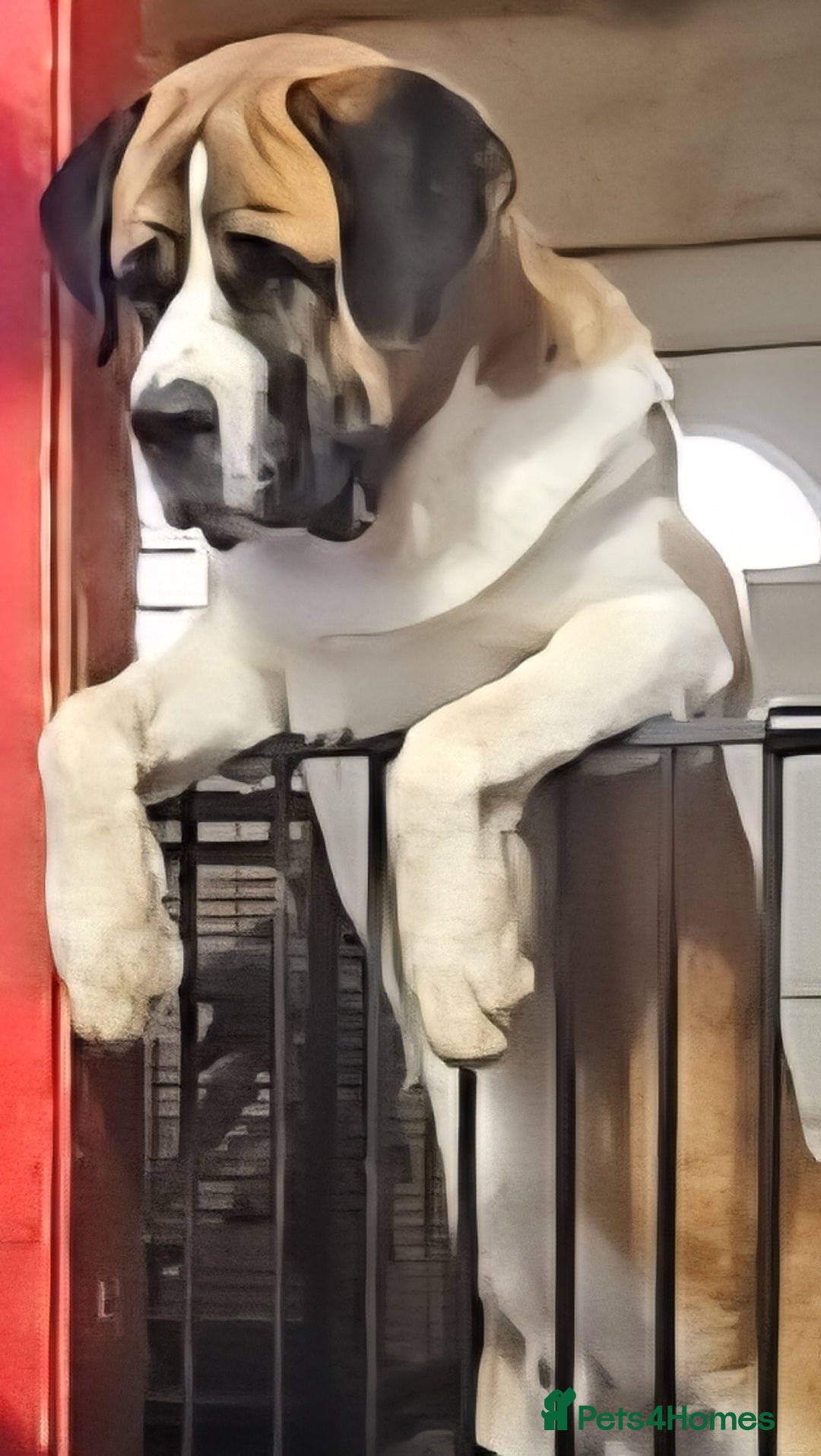 Saint Bernard dogs for stud: Kc reg Saint bernard for stud  in Bedford - Image 10