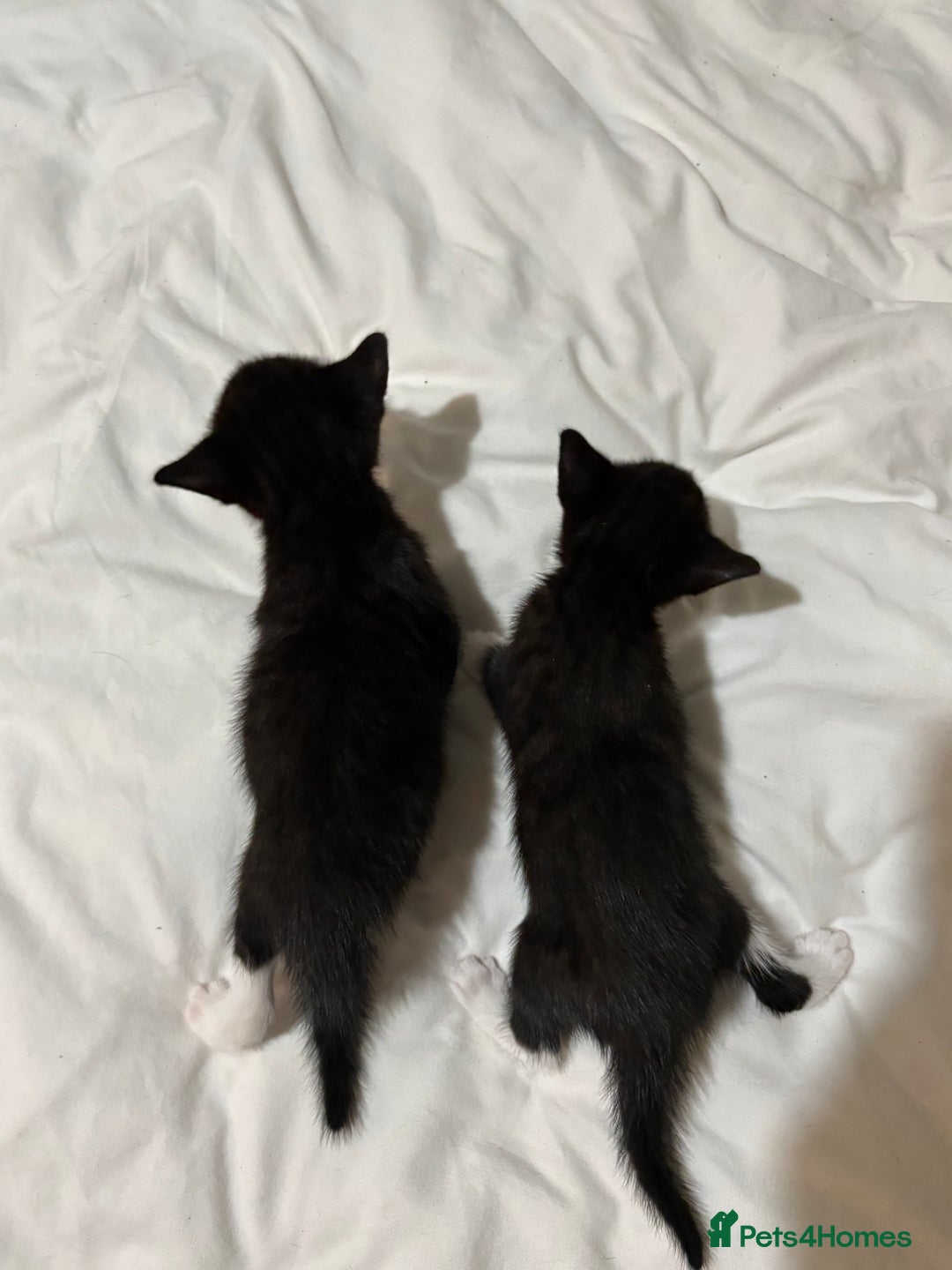 British Shorthair cats for sale: Beautiful Tuxedo kittens  - Advert 4