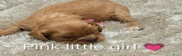 Cavalier King Charles Spaniel dogs for sale: DNA TESTED CAVALIER KING CHARLES  - Advert 30