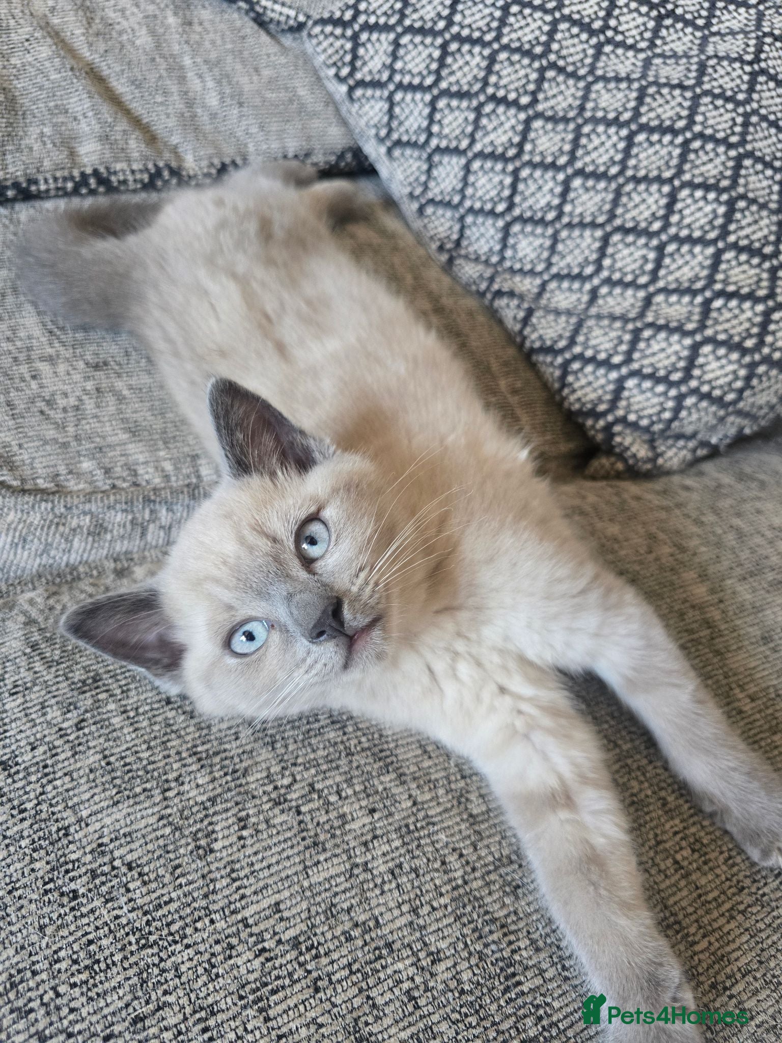Mixed Breed cats Female kitten  - Advert 1