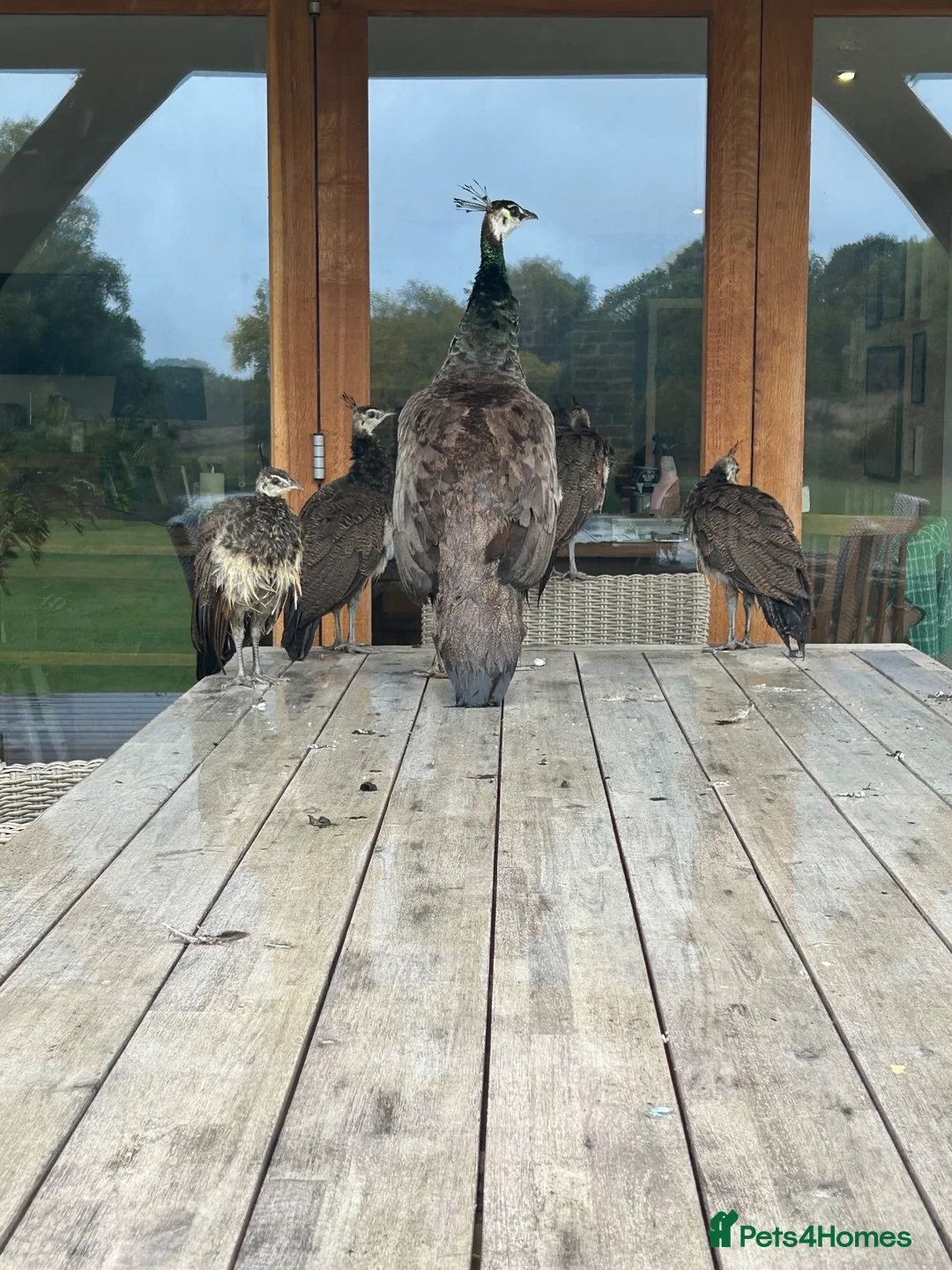 Mixed Breed birds for sale: Peacock chicks ready for new homes - Advert 1