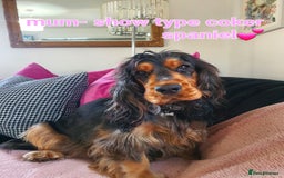Cockapoo dogs for sale: *STUNNING F1 COCKAPOO PUPPIES* - Advert 26