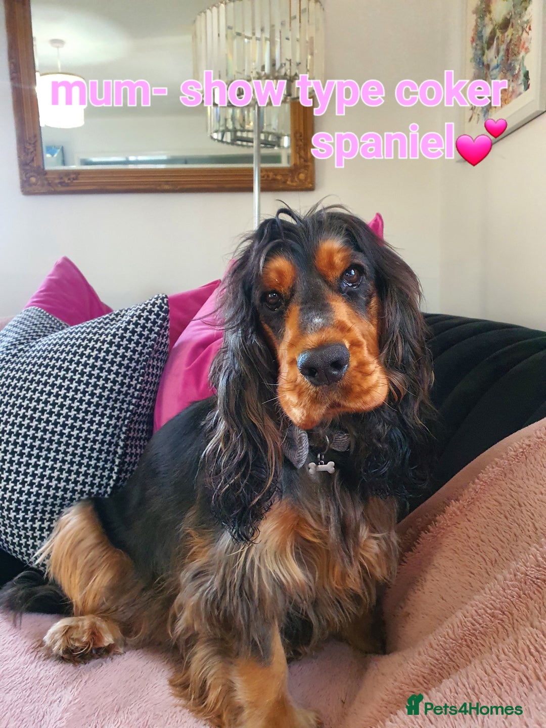 Cockapoo dogs for sale: *STUNNING F1 COCKAPOO PUPPIES* - Advert 26