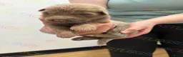 German Shepherd dogs for sale: Stunning kcreg GSD liver and tan long coats  - Advert 11