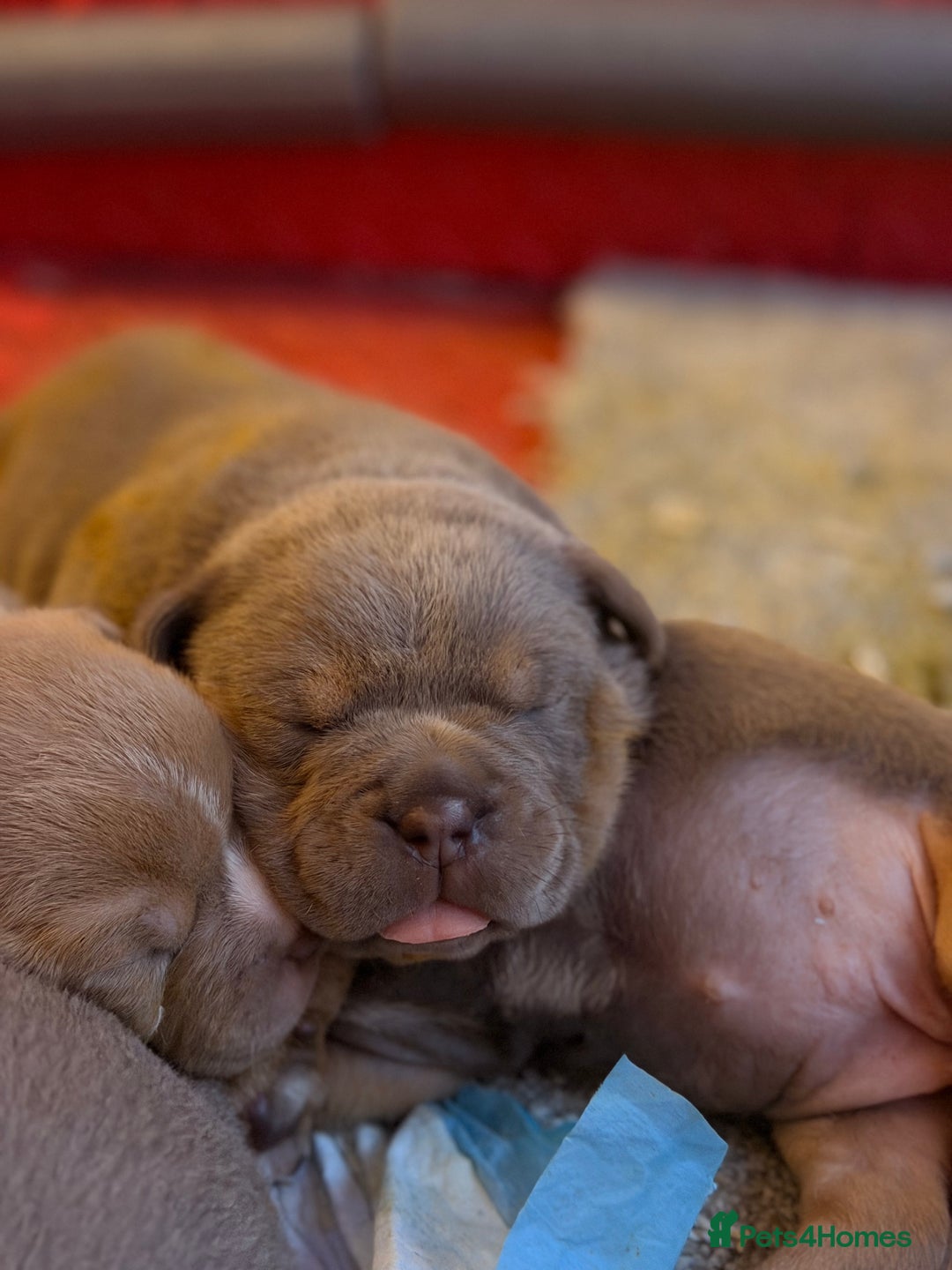 Olde English Bulldogge dogs for sale: Olde English Bulldog Puppies - Family Raised  - Advert 7