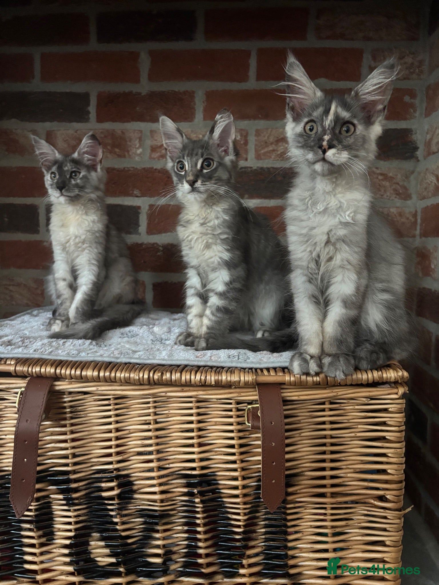 Maine Coon cats 🐾 Ready Now! Three available 🐾 - Advert 17