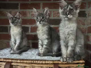 Maine Coon cats 🐾 Ready Now! Three available 🐾 - Advert 17