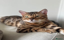 Bengal cats for stud: PROVEN ♡ Handsome BENGAL STUD > Carries SNOW + SLV in Birmingham - Image 2