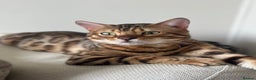 Bengal cats for stud: PROVEN ♡ Handsome BENGAL STUD > Carries SNOW + SLV in Birmingham - Advert 2