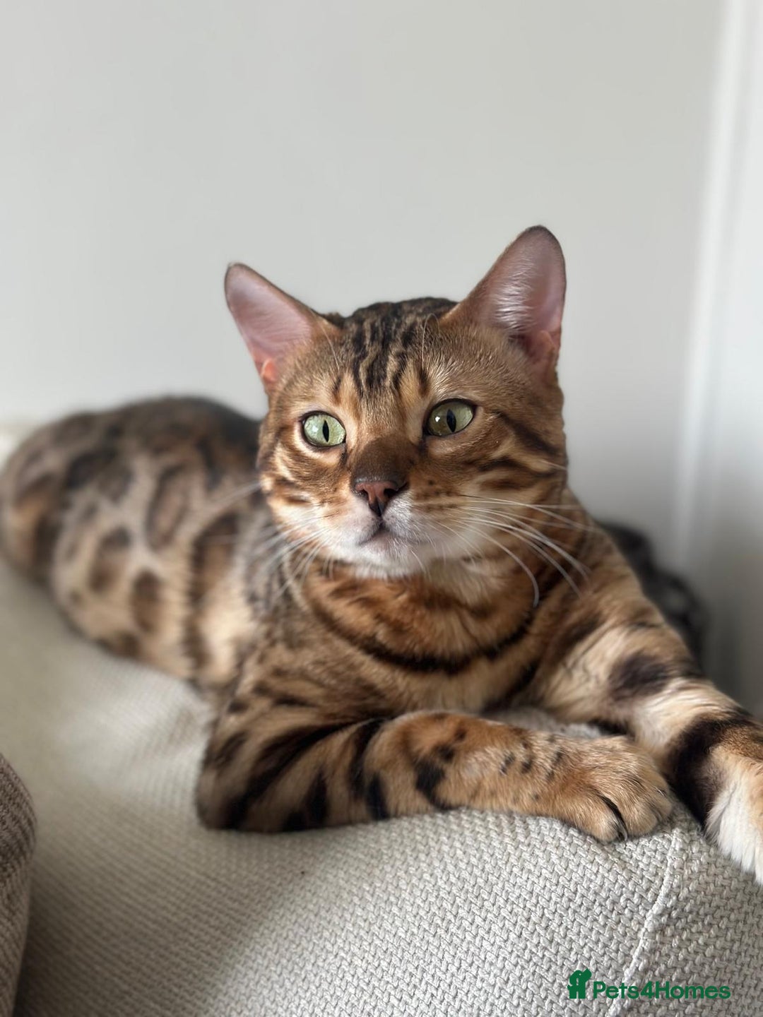 Bengal cats for stud: PROVEN ♡ Handsome BENGAL STUD > Carries SNOW + SLV in Birmingham - Image 2