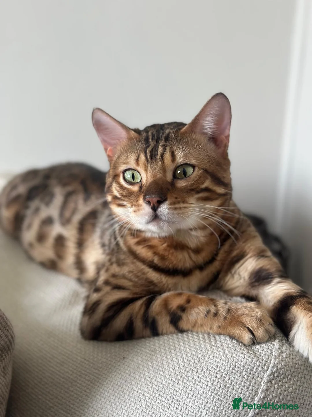Bengal cats for stud: PROVEN ♡ Handsome BENGAL STUD > Carries SNOW + SLV in Birmingham - Advert 2