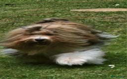 Havanese dogs for sale: Stunning KC Registered Havenese babies available.  - Image 22