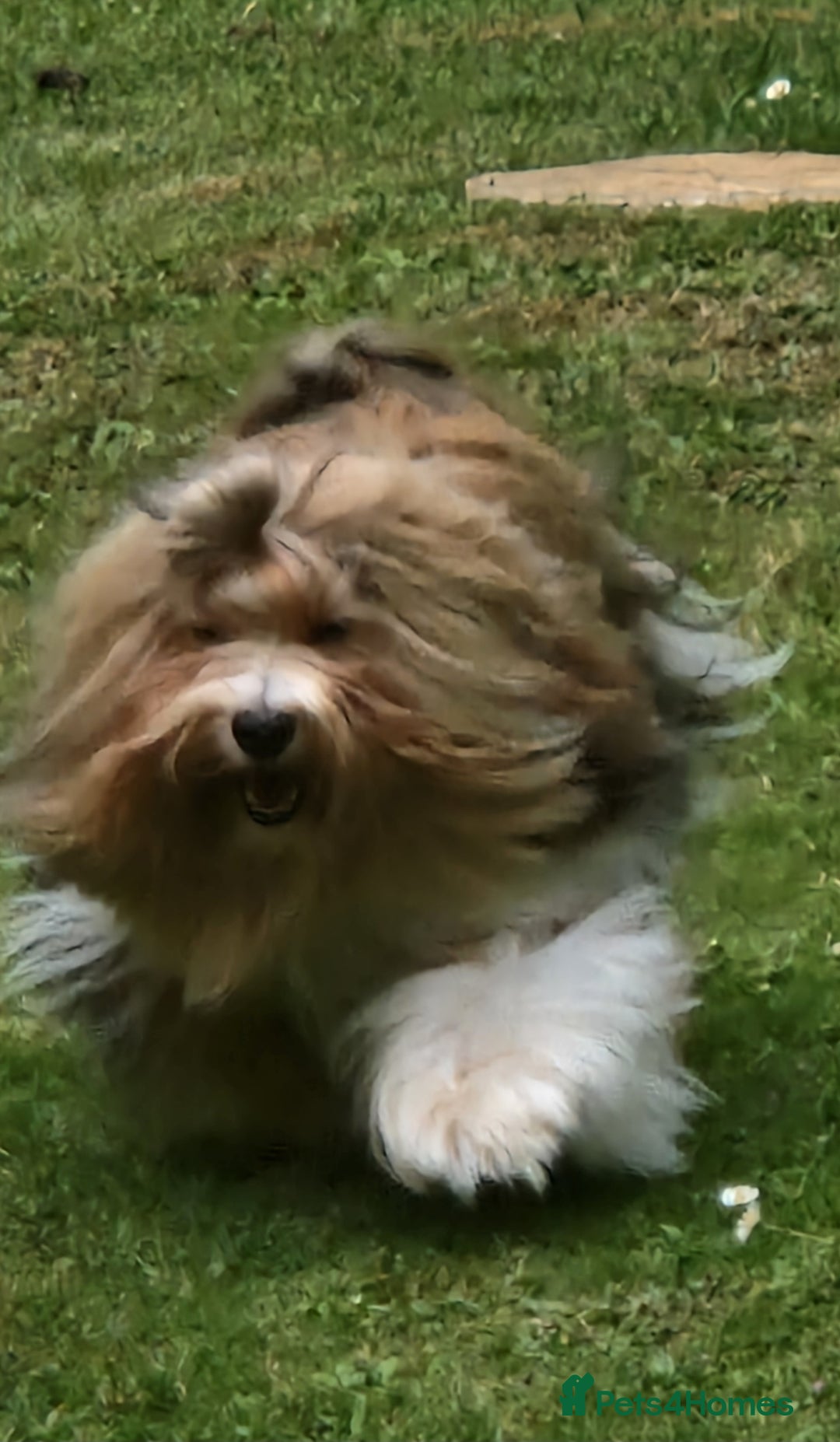 Havanese dogs for sale: Stunning KC Registered Havenese babies available.  - Image 22