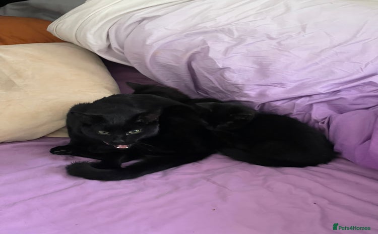 Bombay cats Black kitten - Advert 5