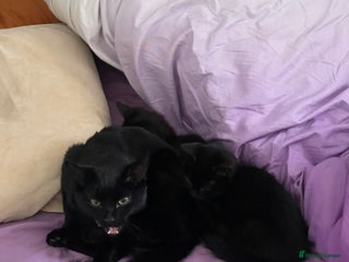 Bombay cats Black kitten - Advert 3