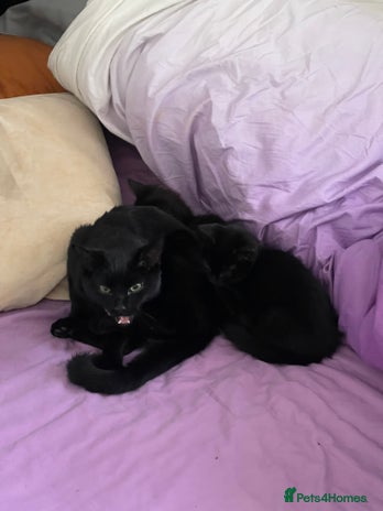 Bombay cats Black kitten - Advert 1