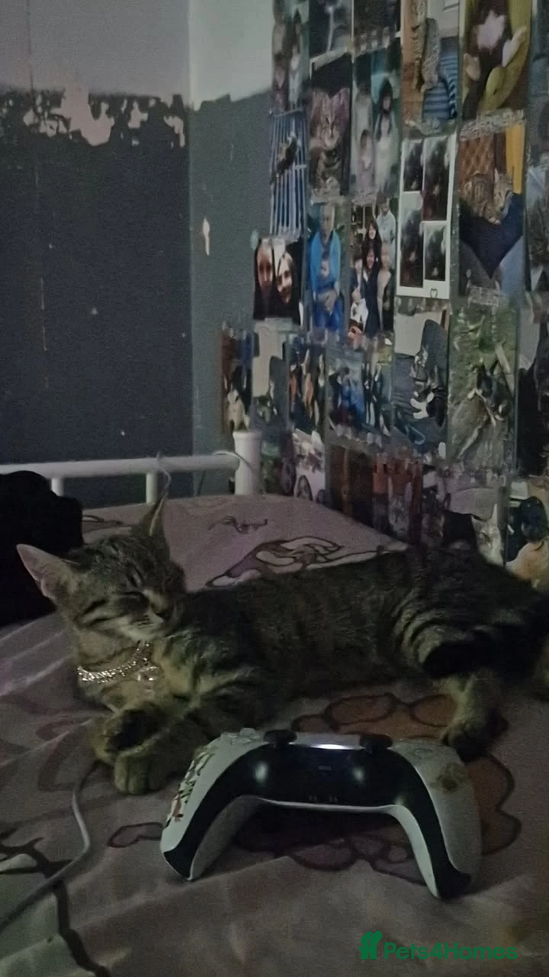 Bengal cats for sale: Miss Quinni and princess - Advert 2