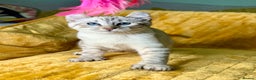 Keetso cats for sale: Superb polydactyl curled eared girl - Advert 20