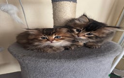 Scottish Fold cats for sale: 5 British Longhair and Scottish Straight kittens  - Image 18