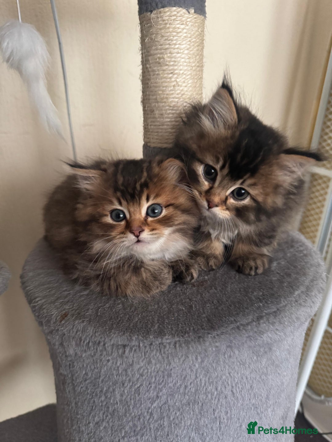 Scottish Fold cats for sale: 5 British Longhair and Scottish Straight kittens  - Image 18