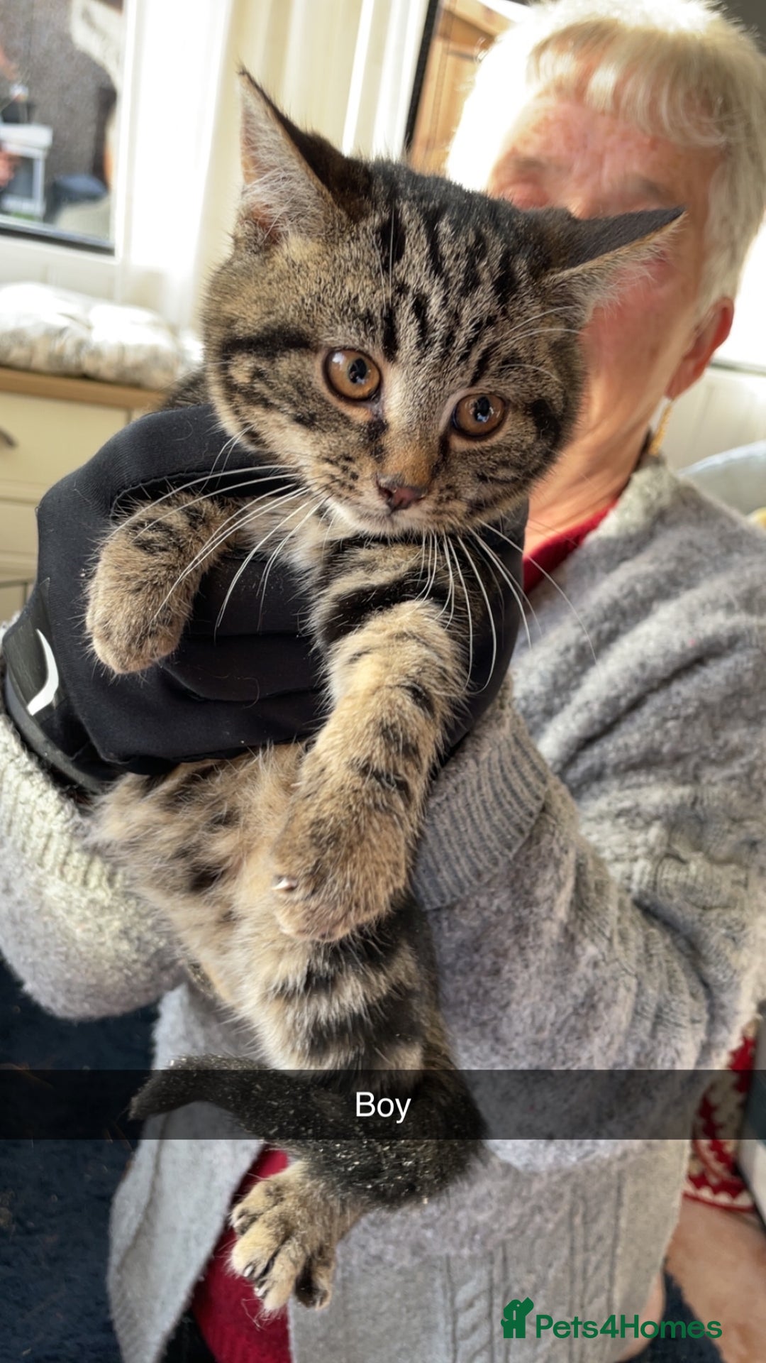 Mixed Breed cats for sale: Mixed rescue kittens  - Advert 14