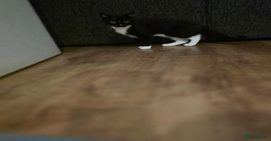 Mixed Breed cats - Advert 7