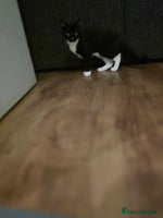 Mixed Breed cats - Advert 7