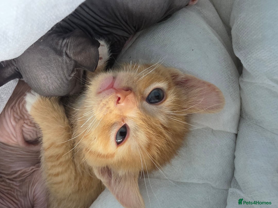 Sphynx cats for sale: Ginger Male Kitten Sphynx x Devon Rex Elf Mix in Hartlepool - Image 2