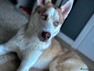 Siberian Husky dogs - Advert 1