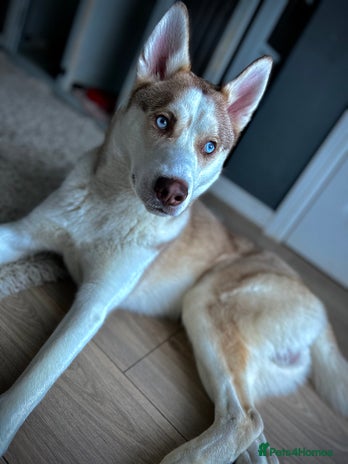 Siberian Husky dogs - Advert 1