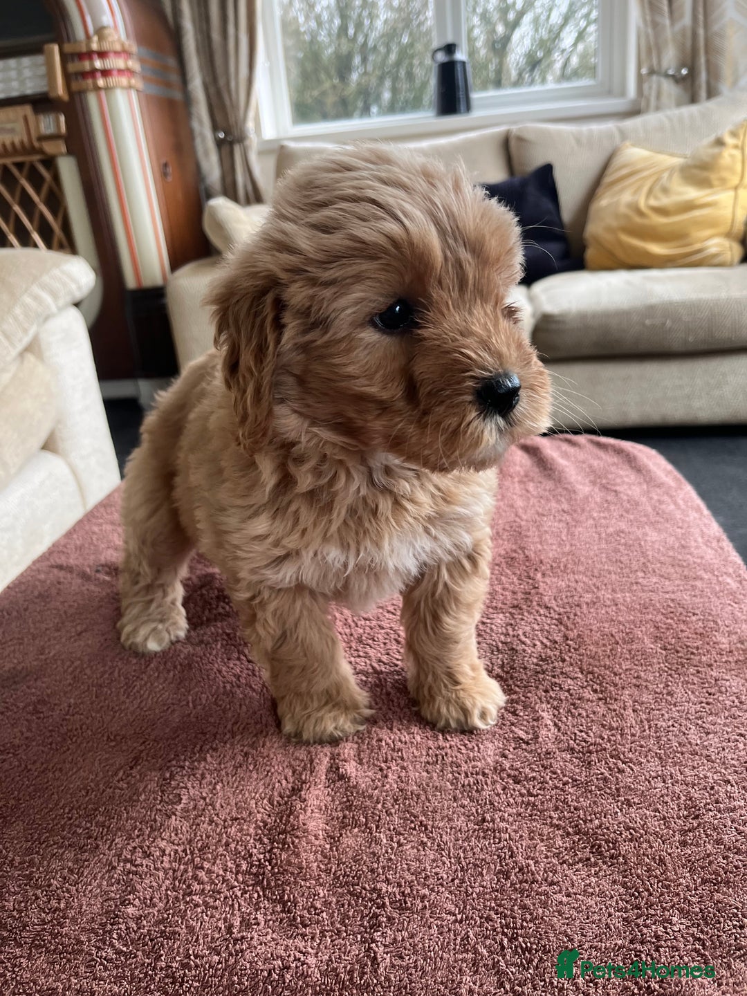 Labradoodle dogs for sale: Beautiful healthy Labradoodle Puppied - Advert 35
