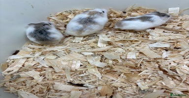 Hamster rodents - Advert 6